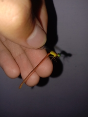 Ceriagrion auranticum