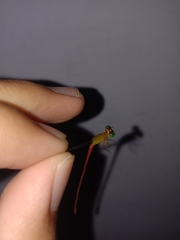 Ceriagrion auranticum