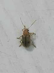 Metaxyonycha elytrospila