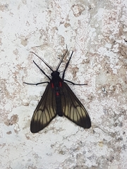 Hypocharis clusia