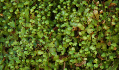 Marchantia pileata