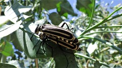 Epicauta atrivittata