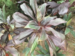 Cordyline fruticosa