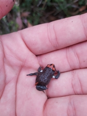 Pseudophryne australis