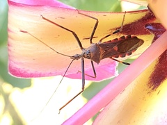 Zelus janus