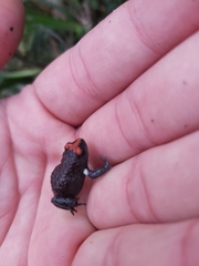 Pseudophryne australis