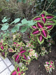 Coleus scutellarioides