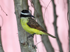 Pitangus sulphuratus