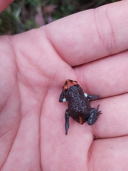 Pseudophryne australis