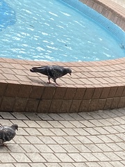 Columba livia domestica