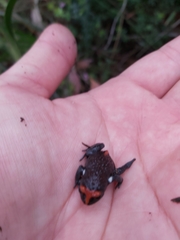 Pseudophryne australis