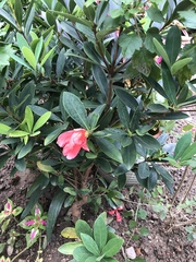 Camellia azalea