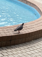 Columba livia domestica