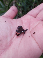 Pseudophryne australis