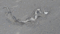 Malayopython reticulatus