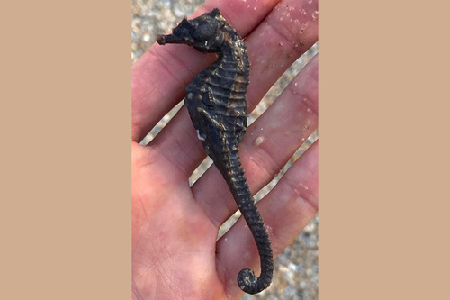 Northern Seahorse photographed in New Jersey