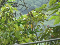 Anabacerthia striaticollis