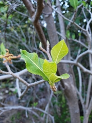 Strophanthus boivinii image