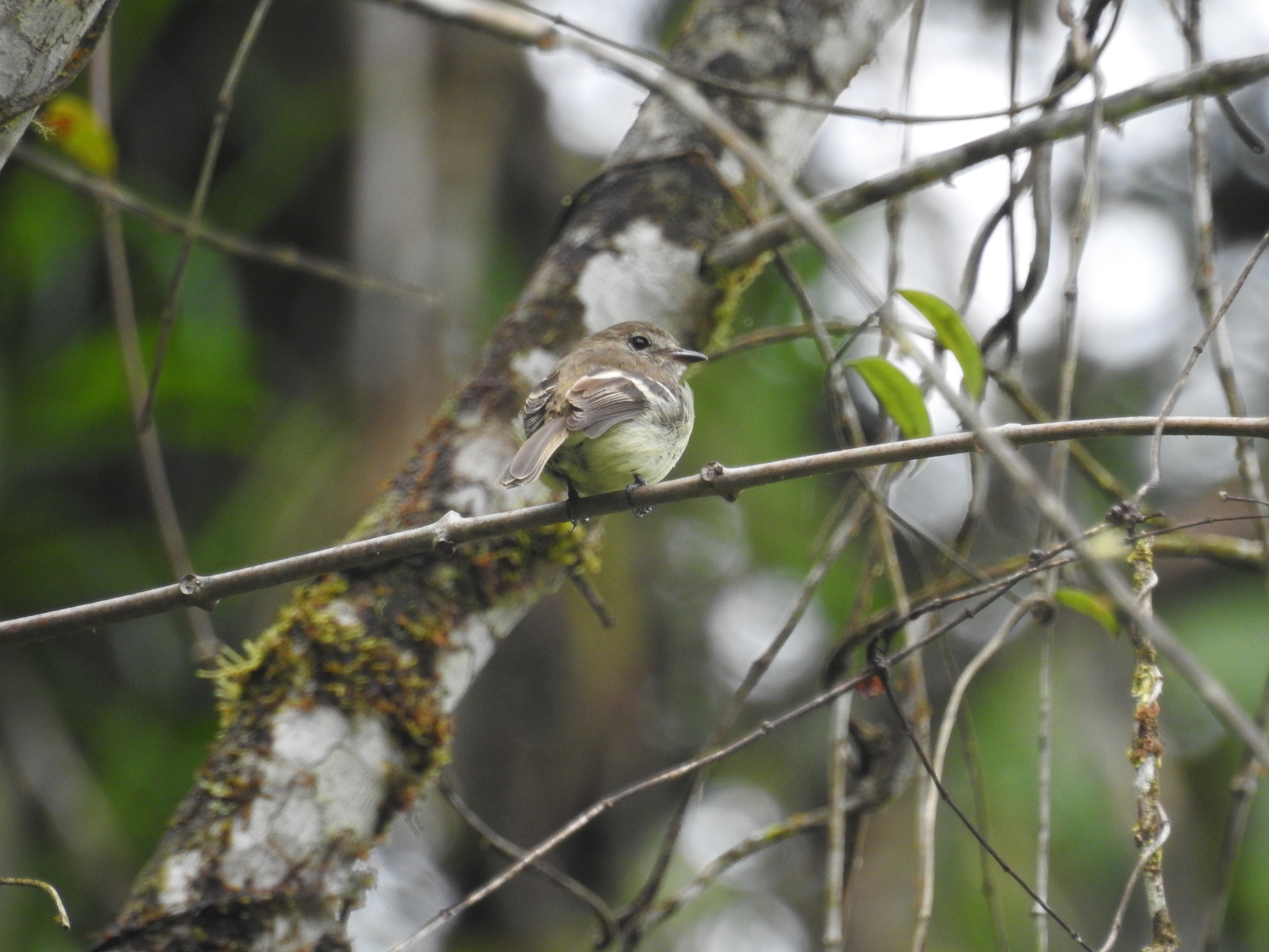 Olive-chested Flycatcher (Myiophobus cryptoxanthus), photo 6