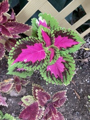 Coleus scutellarioides