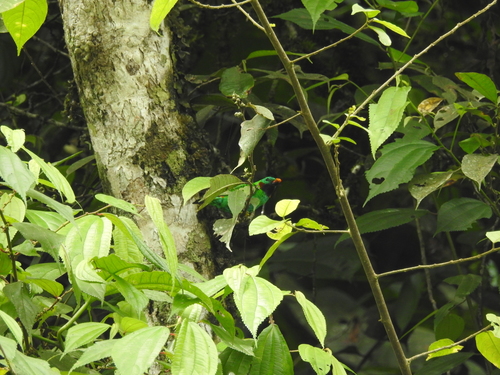 Orange-eared Tanager (Chlorochrysa calliparaea), photo 10