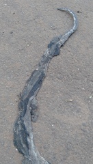 Malayopython reticulatus