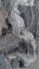 Malayopython reticulatus