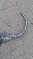 Malayopython reticulatus