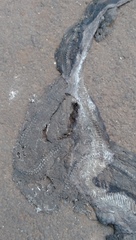 Malayopython reticulatus