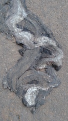 Malayopython reticulatus