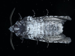 Culama anthracica