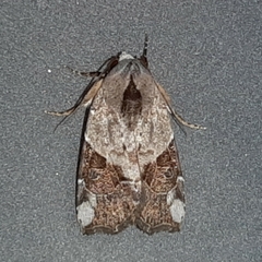 Gonodes liquida