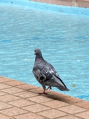 Columba livia