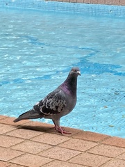 Columba livia