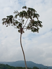 Cecropia adenopus