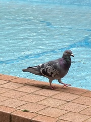 Columba livia
