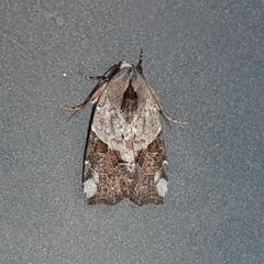 Gonodes liquida