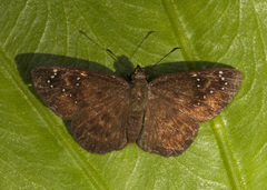 Celaenorrhinus monartus