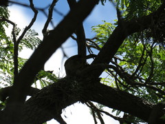 Campylorhynchus gularis