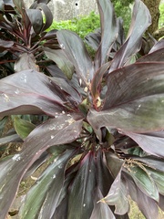 Cordyline fruticosa
