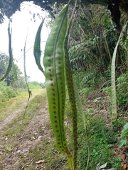 Microgramma squamulosa