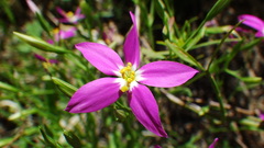 Zeltnera arizonica