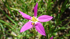 Zeltnera arizonica