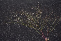 Eriogonum esmeraldense esmeraldense