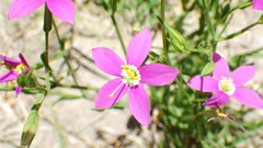 Zeltnera arizonica