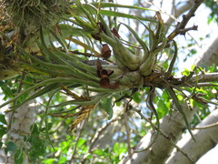 Tillandsia caput-medusae