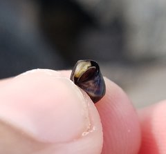 Littorinimorpha