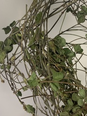 Chromolaena collina