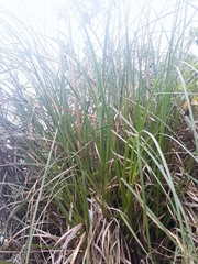 Cortaderia nitida