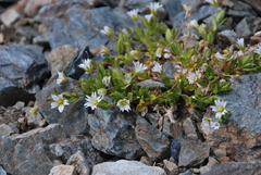 Cerastium pusillum